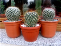 cef31ee0-Mammillaria bombycina,mammillaris .JPG